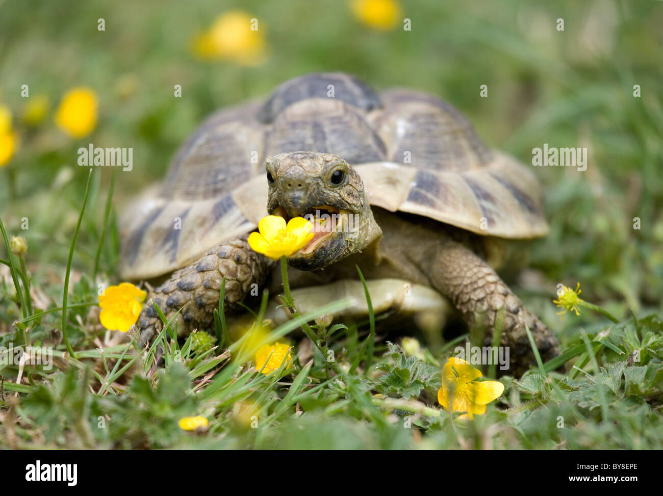 Hermann's Tartaruga Testudo hermanni singolo adulto in giardino a mangiare buttercup Portesham, REGNO UNITO Foto Stock