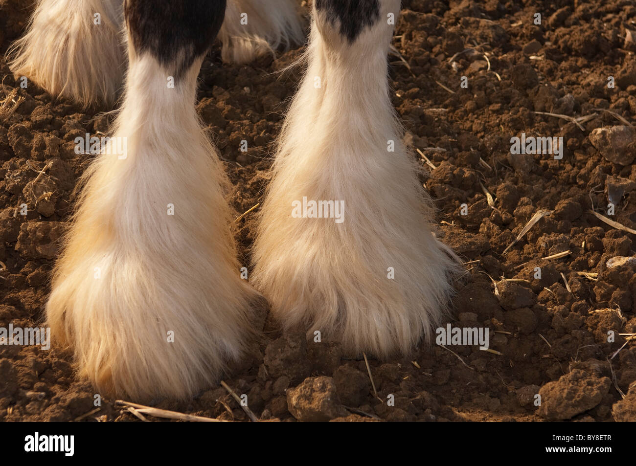 Una chiusura di un shire cavalli piedi Foto Stock