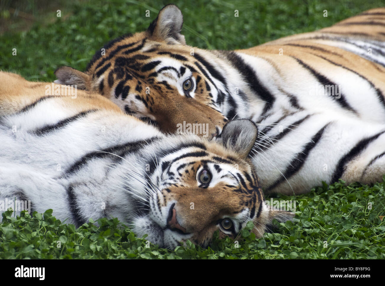 Femmina (primo piano) e maschio (Amur siberiano tigri) giacenti sull'erba Foto Stock