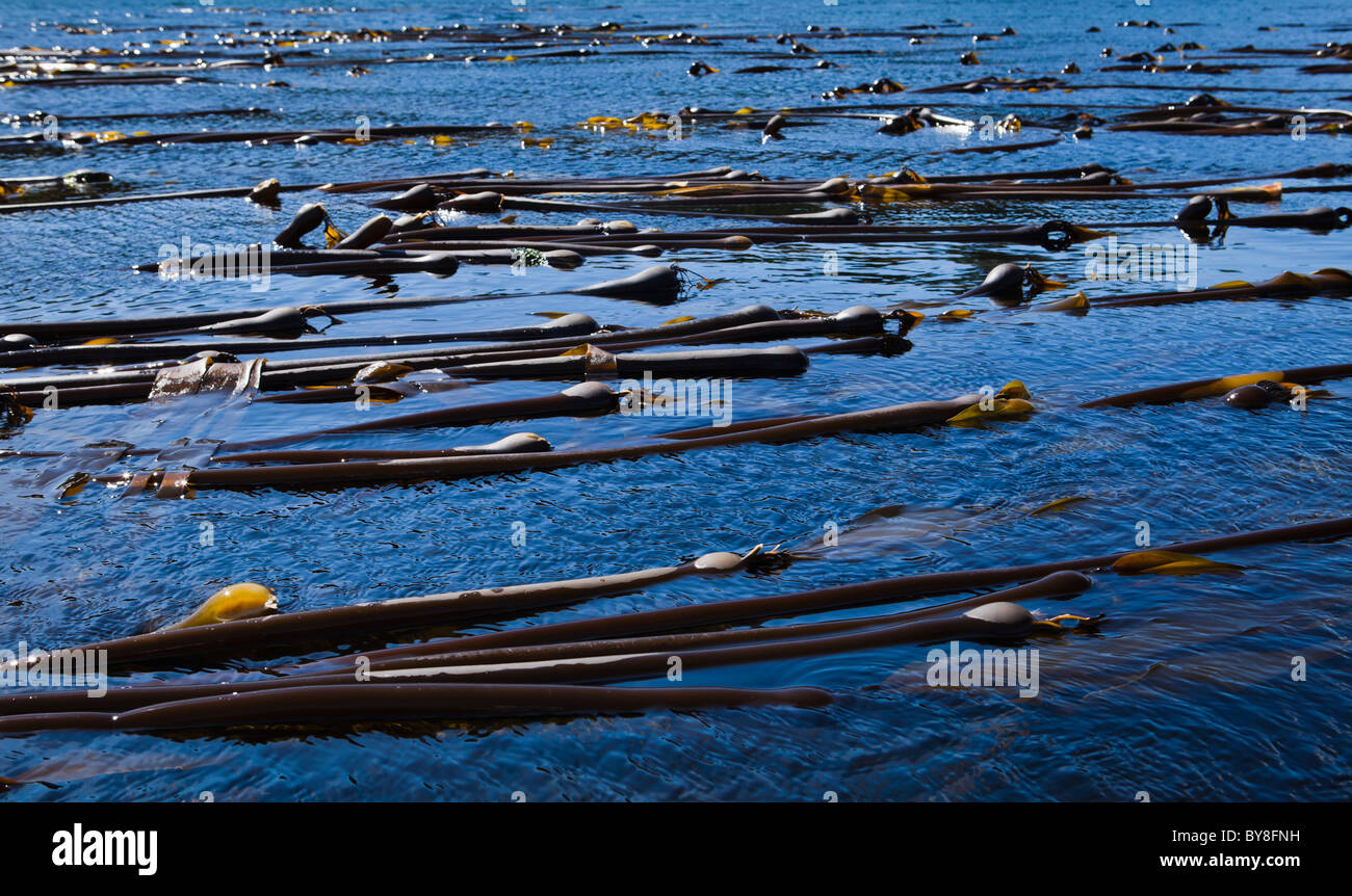 Un letto di Bull Kelp off shore di San Juan Island, Washington, Stati Uniti d'America. Foto Stock