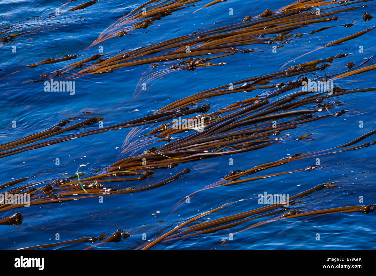 Un letto di Bull Kelp off shore di San Juan Island, Washington, Stati Uniti d'America. Foto Stock