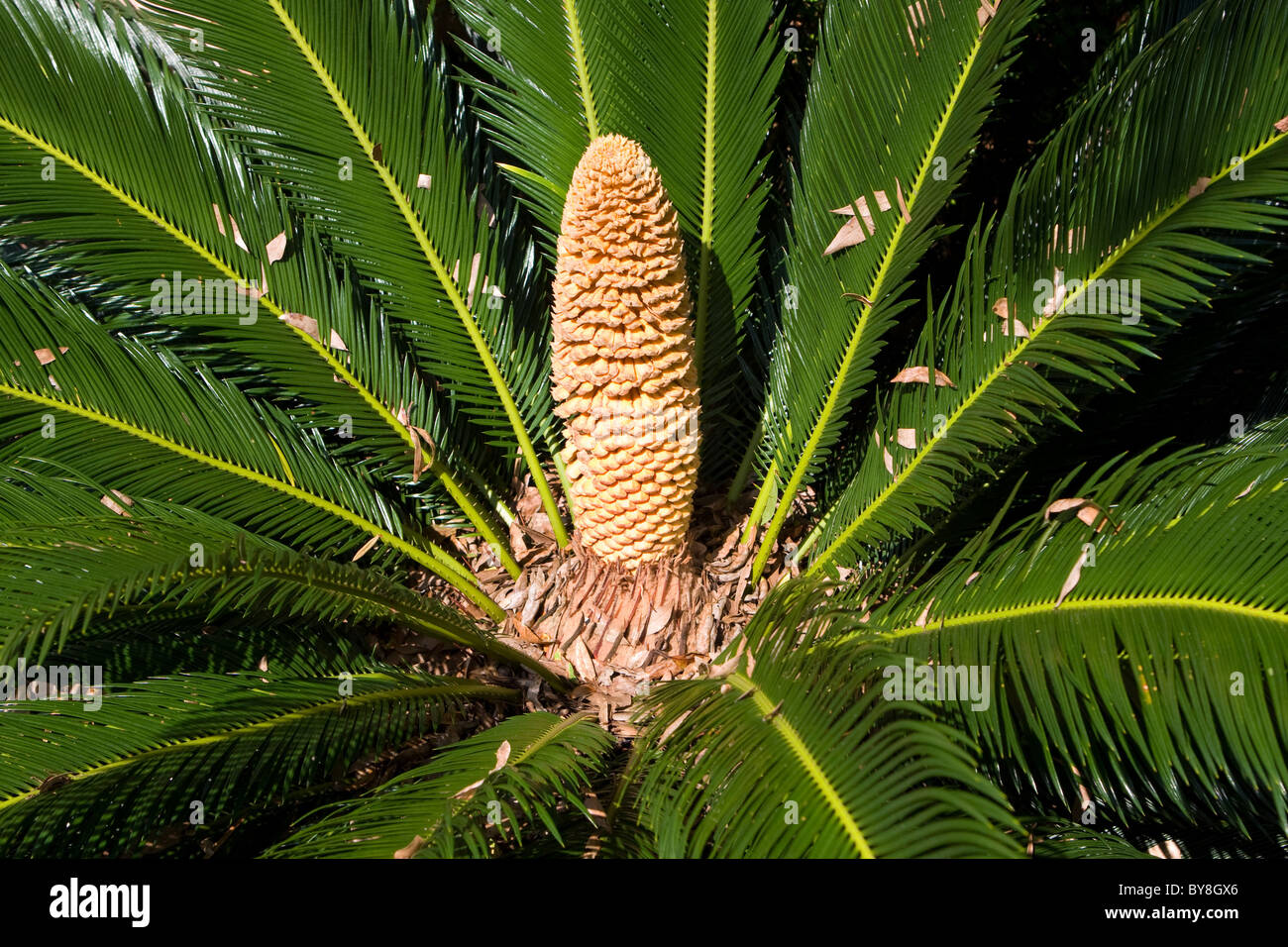 Un cono maschio della .cycad Sago Palm tree (comunemente noto come il re Sago Palm). Foto Stock