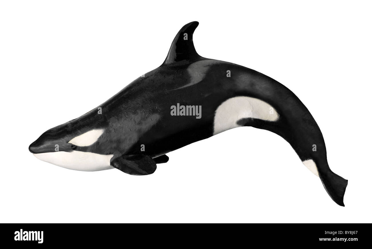 Balena Killer (Orcinus orca) isolato su sfondo bianco Foto Stock