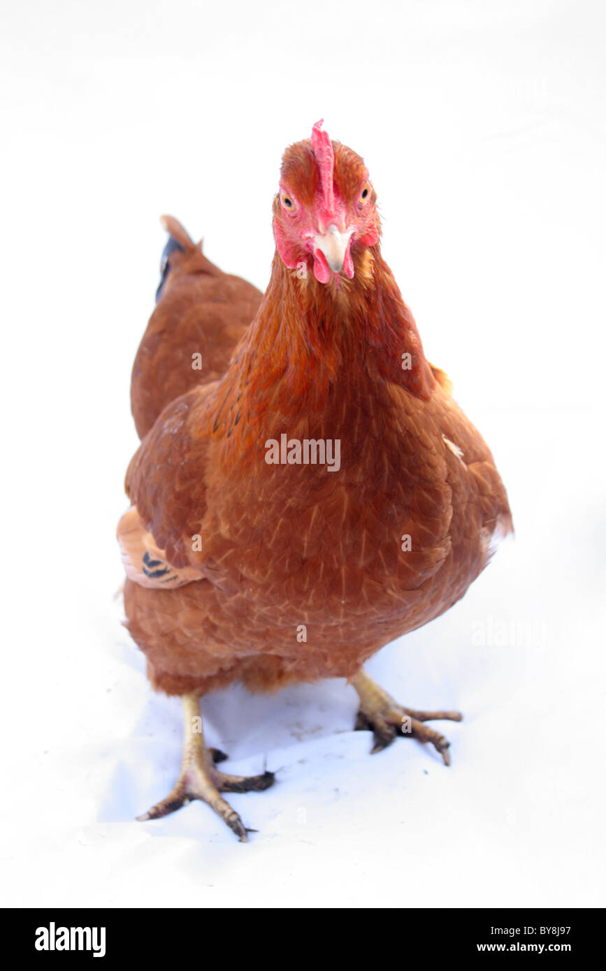 Organici intervallo libero pollo su sfondo bianco Foto Stock