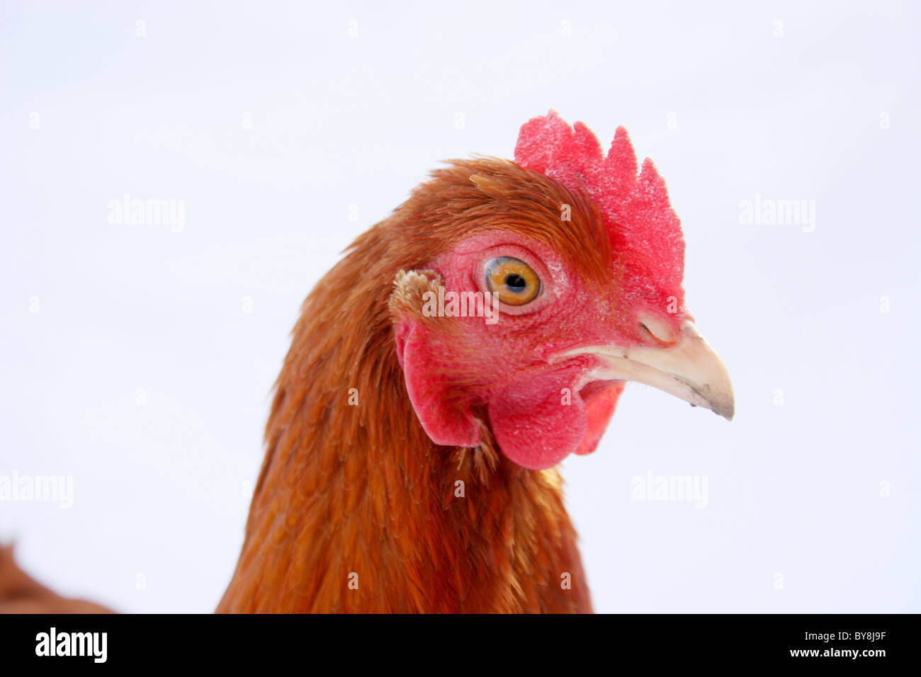 Organici intervallo libero pollo su sfondo bianco Foto Stock