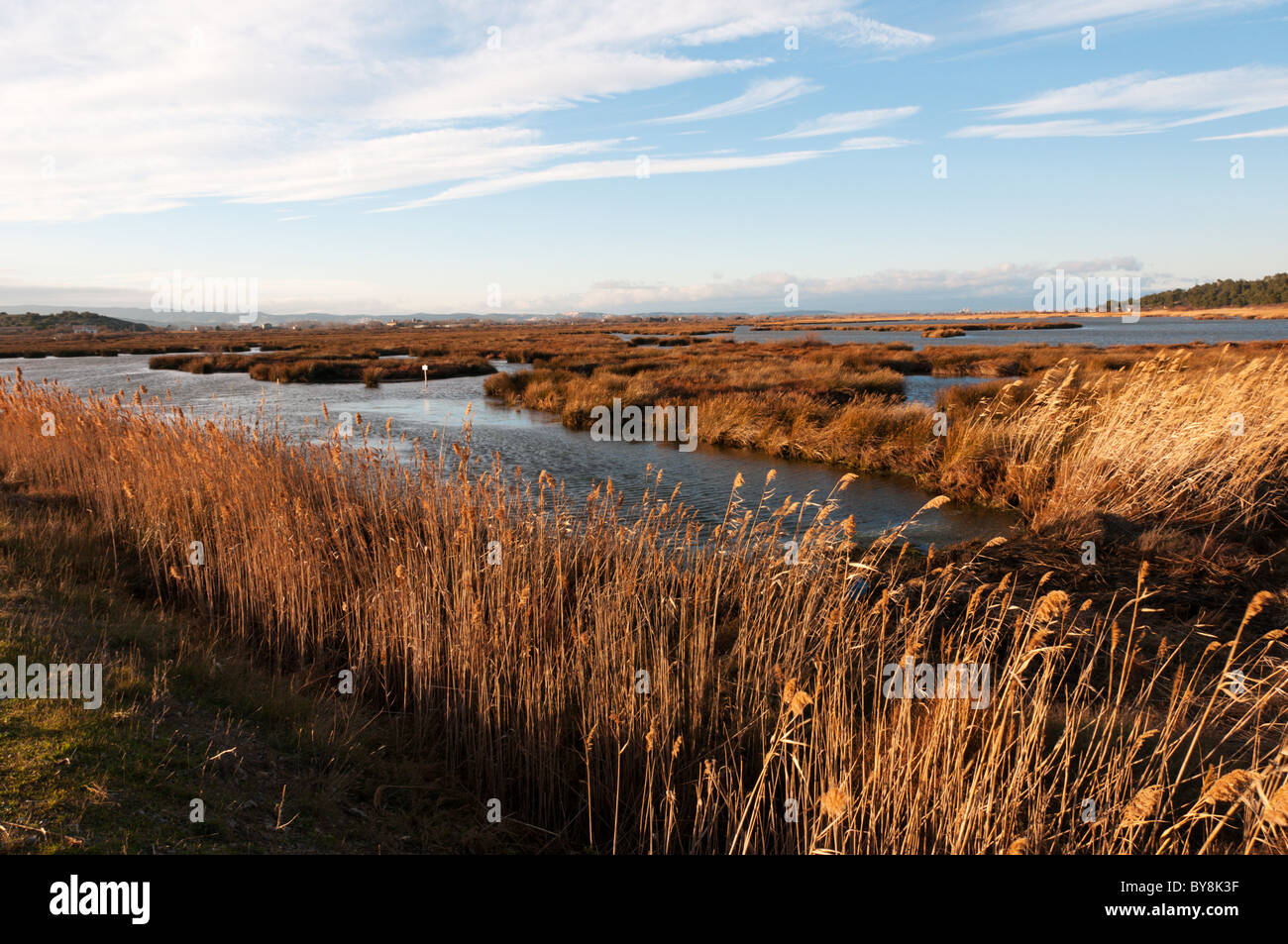 Le zone umide in corrispondenza del bordo della etangs vicino Gruissan sulla costa della Linguadoca, Francia. Foto Stock