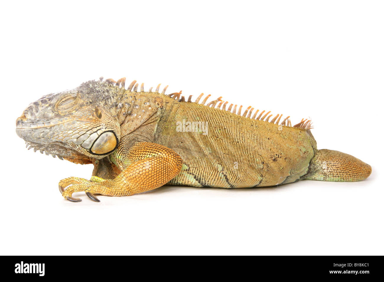 Green iguana Iguana iguana ritratto del singolo adulto in appoggio Studio, REGNO UNITO Foto Stock