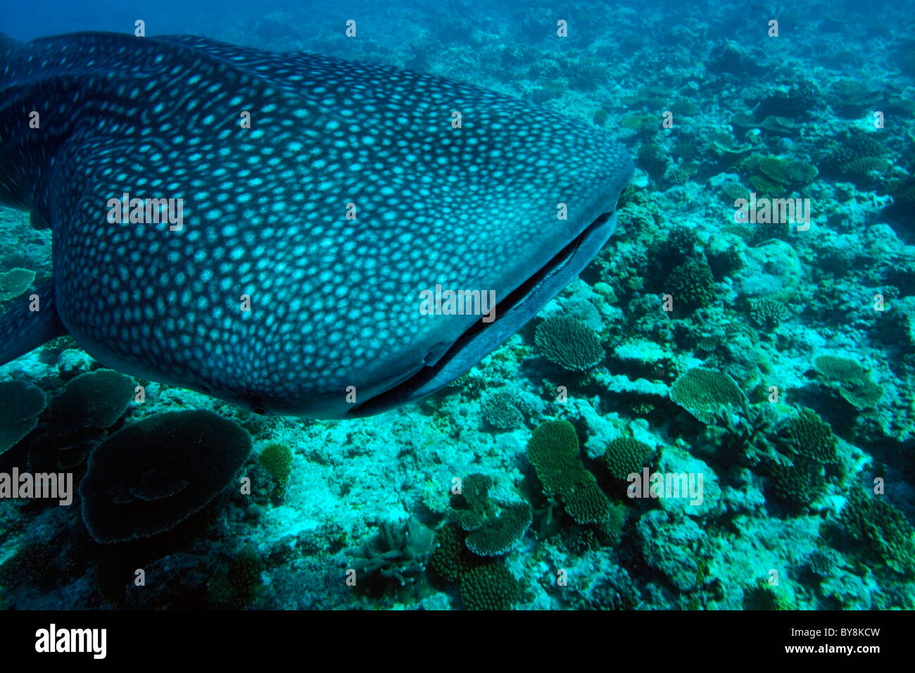 Squalo Balena, Rhincodon typus Foto Stock