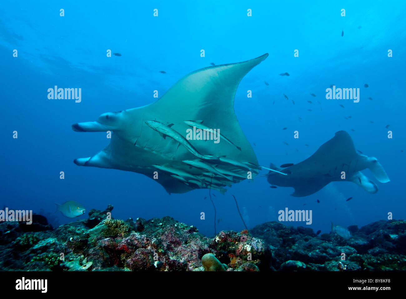 Manta ray - manta birostris - nuoto intorno al punto di Manta, North Male Atoll, Maldive. Foto Stock