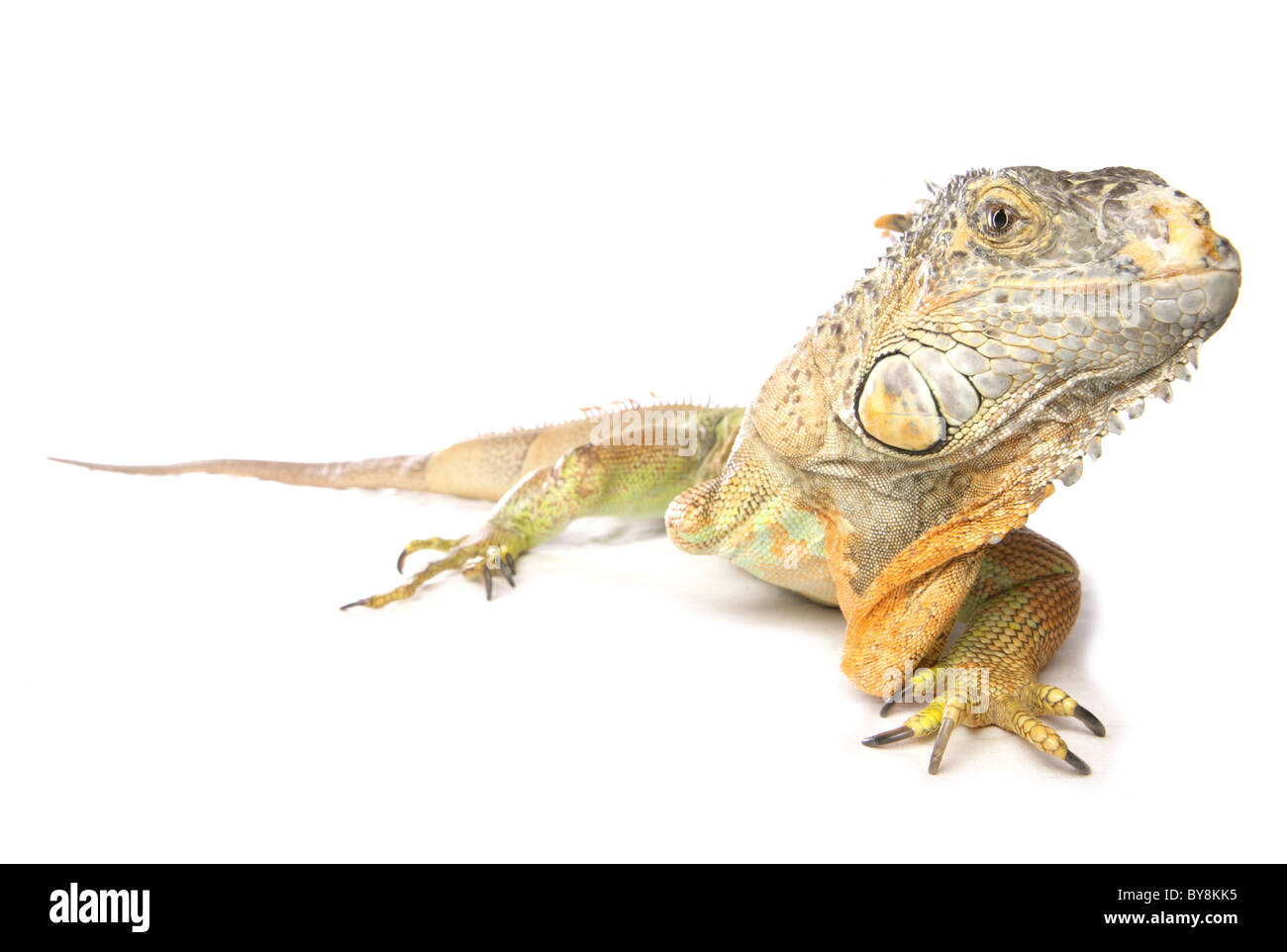 Green iguana Iguana iguana ritratto del singolo adulto in appoggio Studio, REGNO UNITO Foto Stock