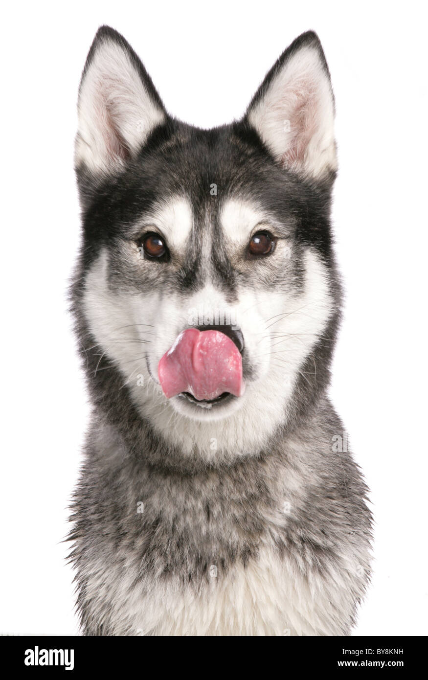Huskey ritratto singolo adulto leccare Studio, REGNO UNITO Foto Stock