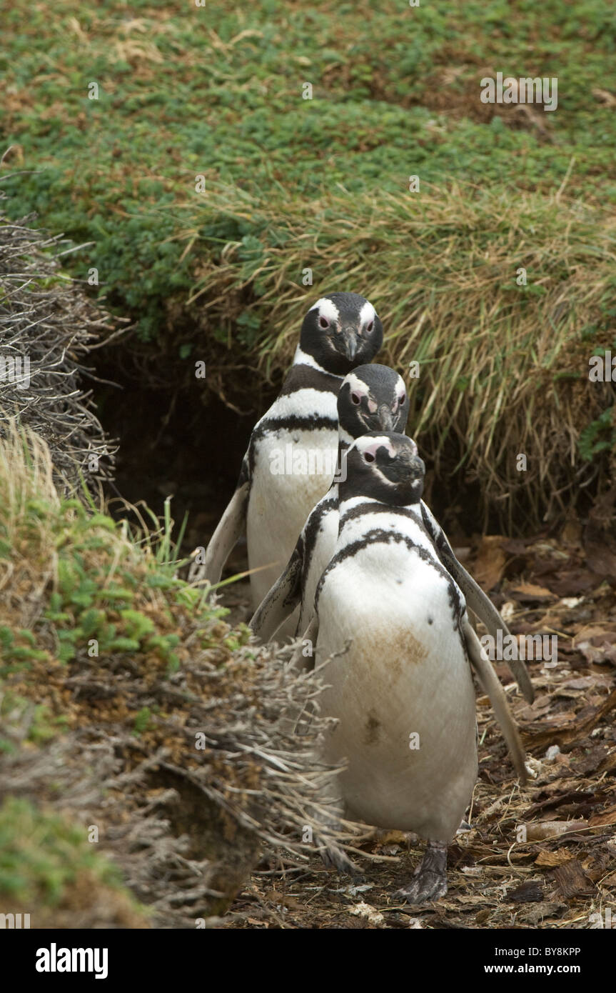 Magellanic penguin (Spheniscus magellanicus) tre adulti a piedi da burrow Otway fiordo a nord-ovest di Punta Arenas in Cile Foto Stock