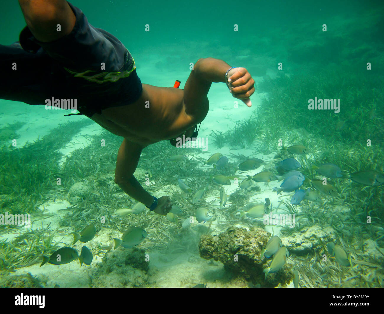 Diving in Repubblica Dominicana Foto Stock