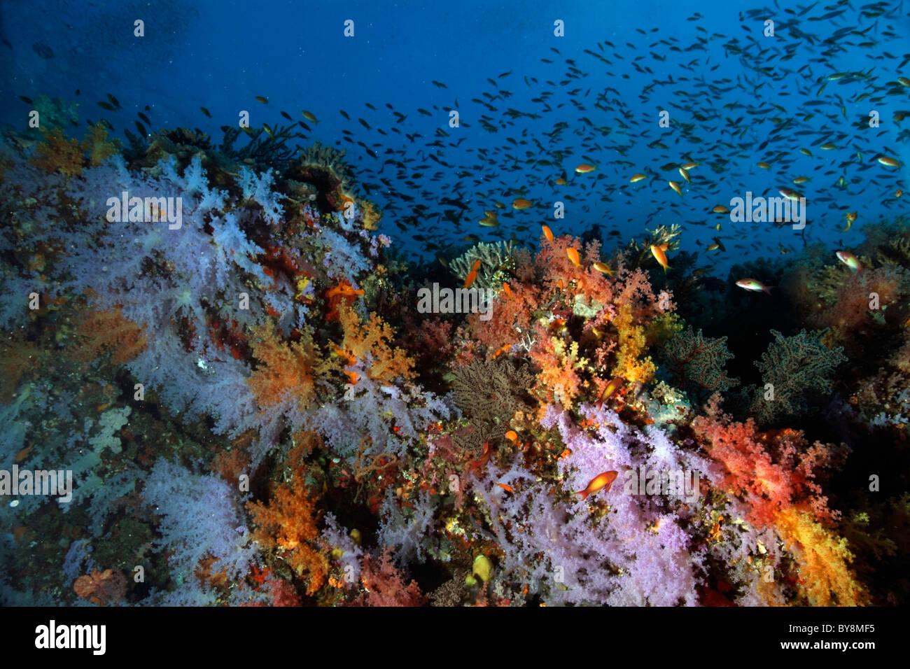 Colonie di Raspy Soft Coral (Scleronephthya) sul fondo dell'oceano, Maalhos Coral reef, South Ari Atoll, Maldive. Foto Stock