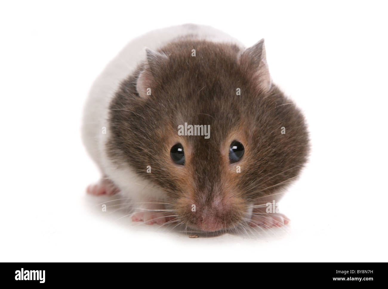 Criceto siriano ritratto del singolo adulto Studio, REGNO UNITO Foto Stock