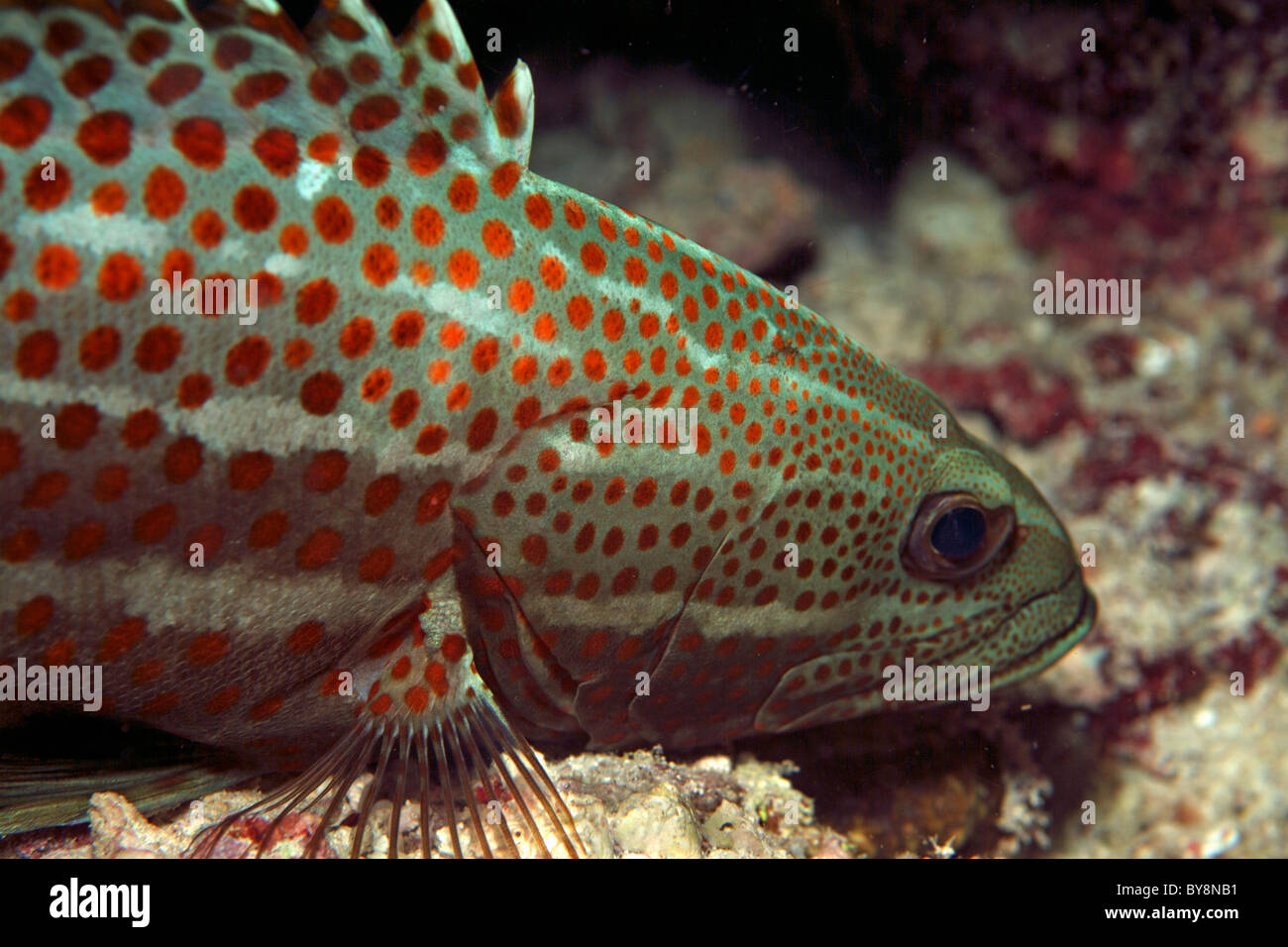 Cernia White Line (anyperodon leucogrammicus) sul fondo marino di notte, Kouramaticut, Atollo di male, Maldive. Foto Stock