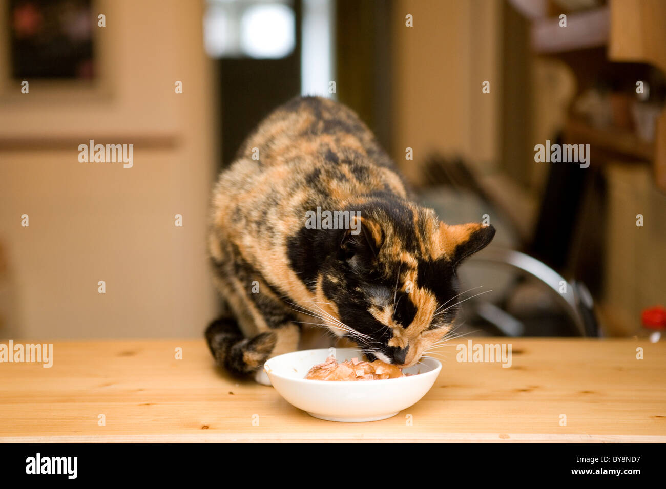 Il gatto domestico Unica femmina adulta mangiare REGNO UNITO Foto Stock