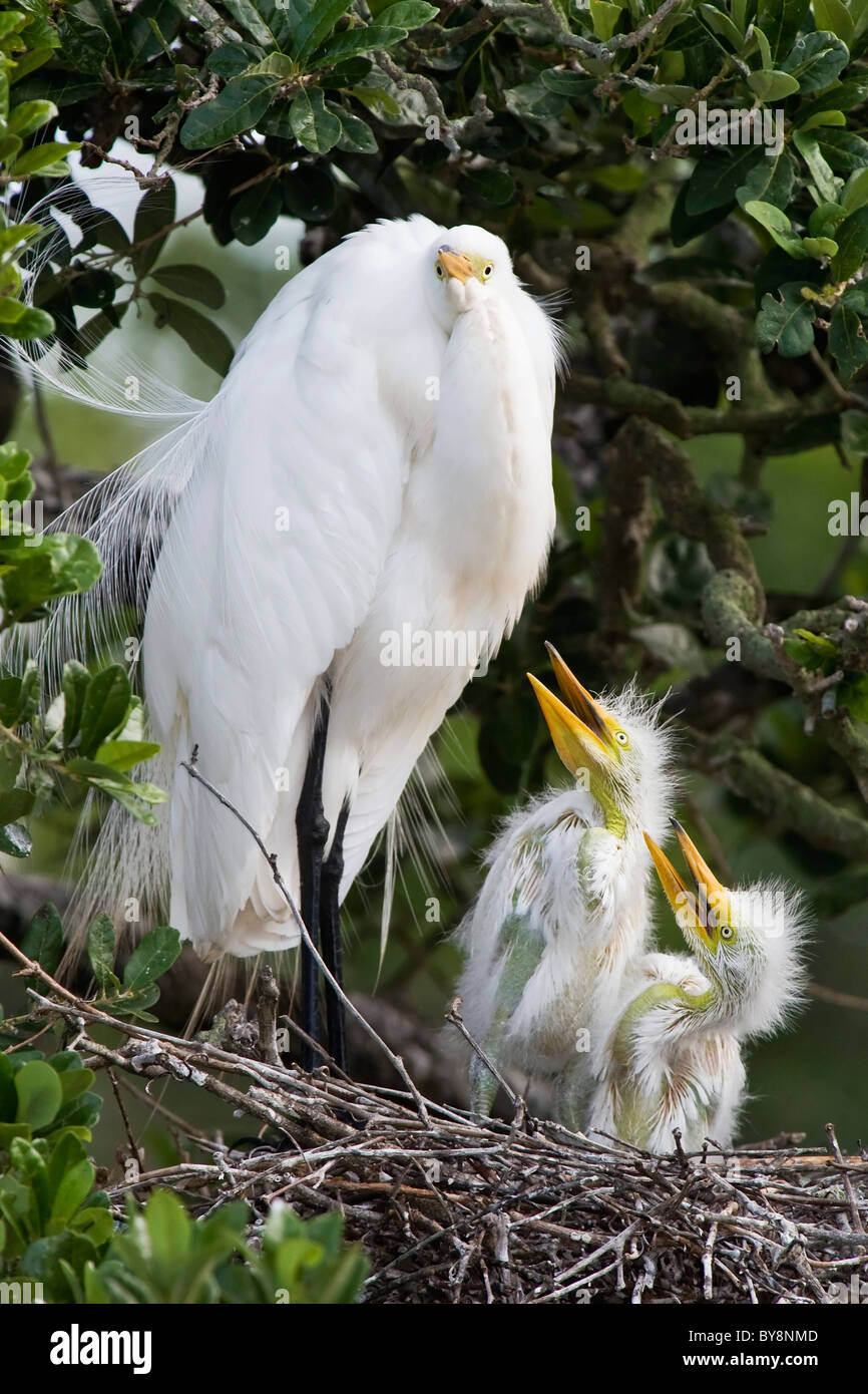 Airone bianco maggiore famiglia - Un uccello adulto con pulcini Foto Stock