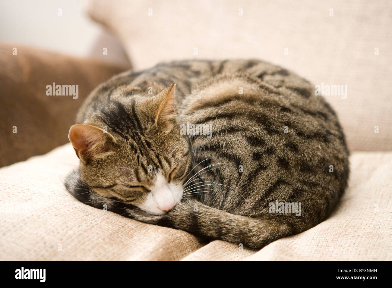 Il gatto domestico Unica femmina adulta sleeping REGNO UNITO Foto Stock