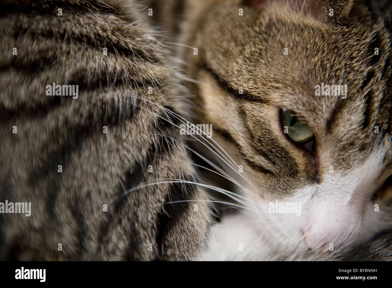 Il gatto domestico Unica femmina adulta in appoggio REGNO UNITO Foto Stock