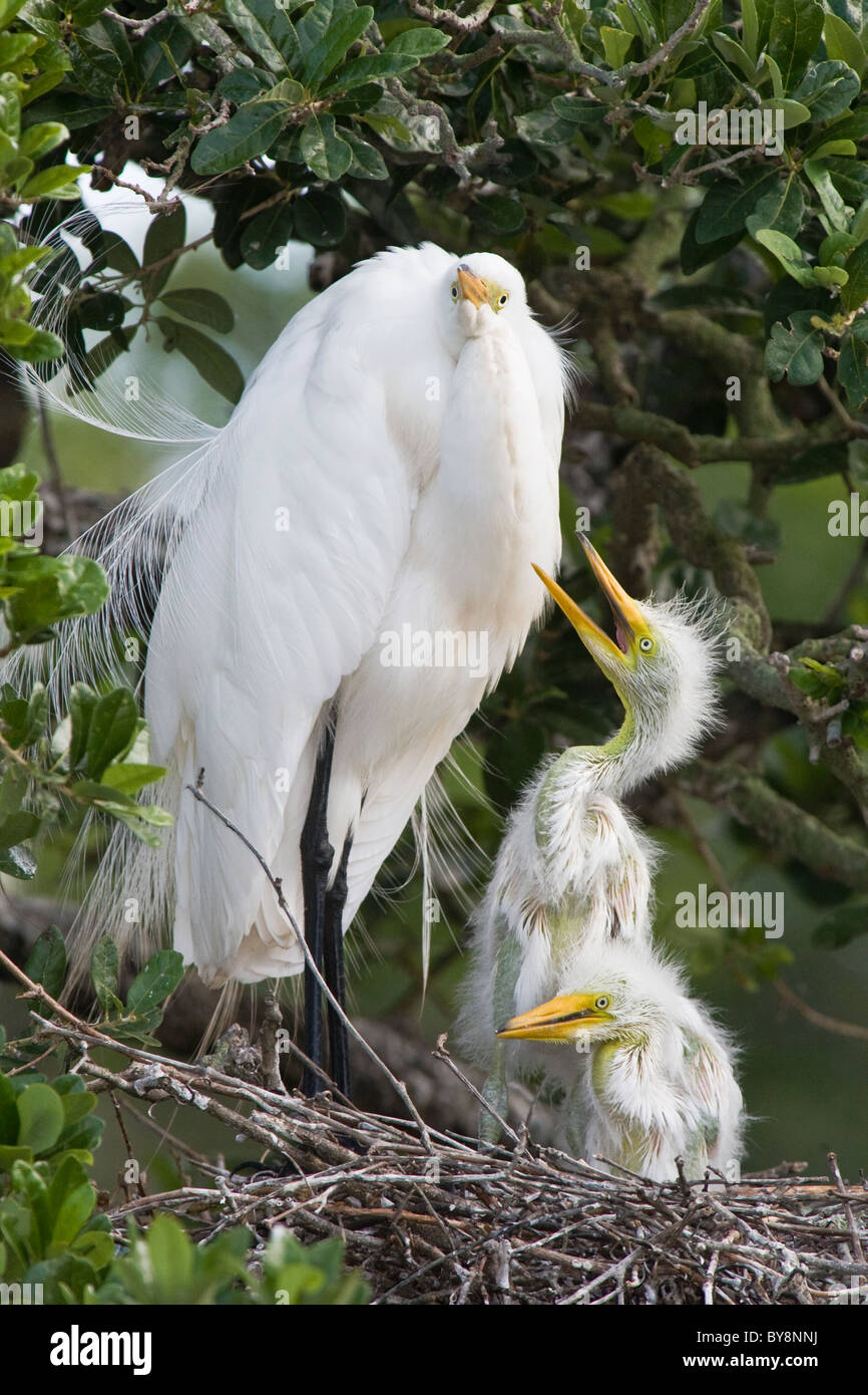 Airone bianco maggiore famiglia - Un uccello adulto con pulcini Foto Stock