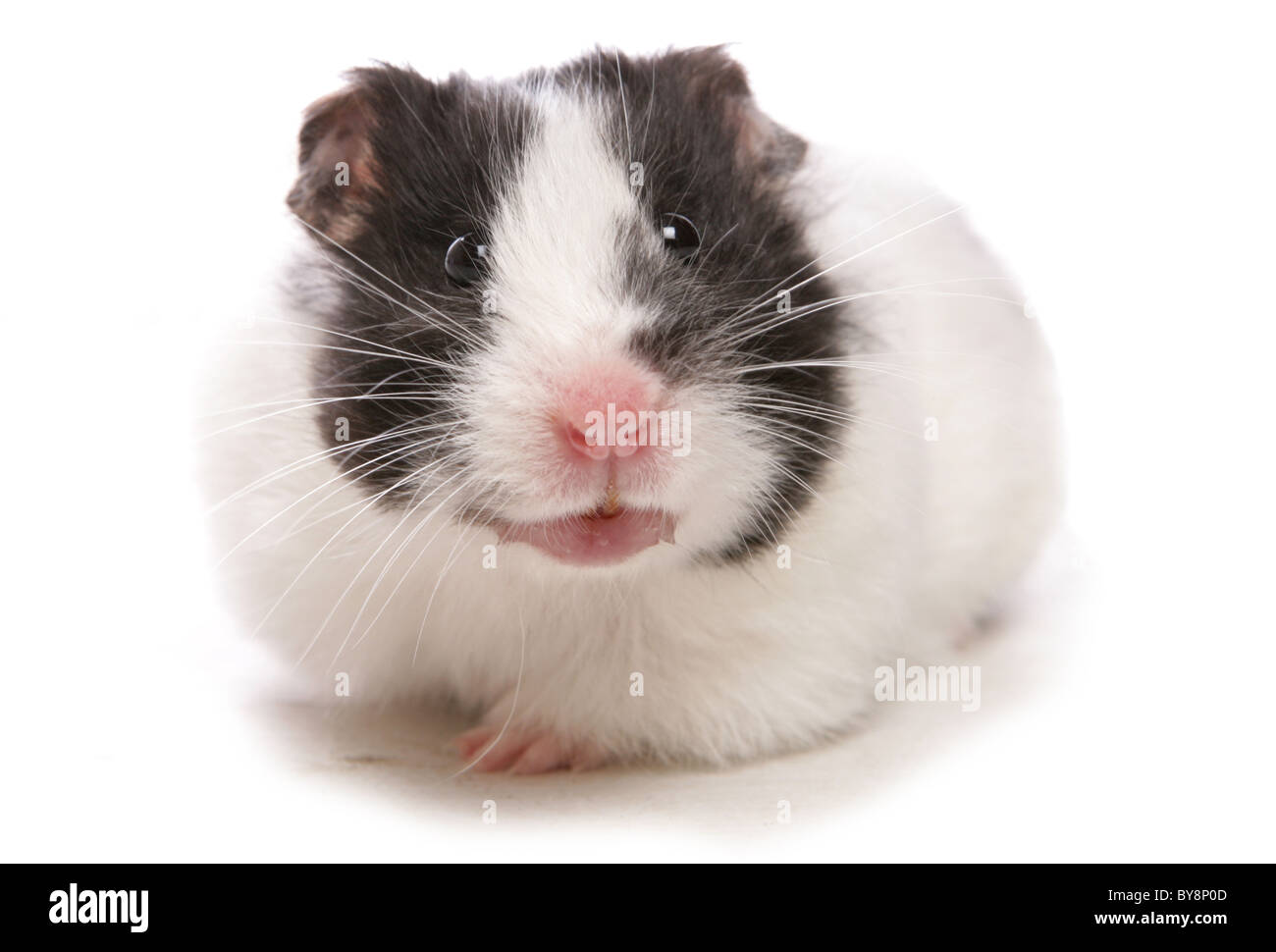 Criceto siriano ritratto del singolo adulto Studio, REGNO UNITO Foto Stock