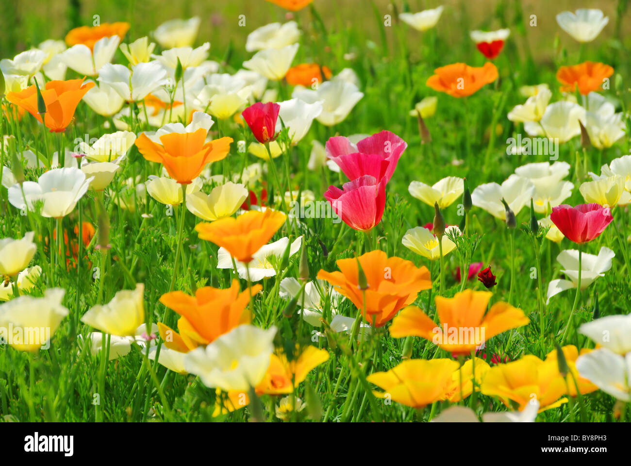 Kalifornischer Mohn - California poppy 25 Foto Stock