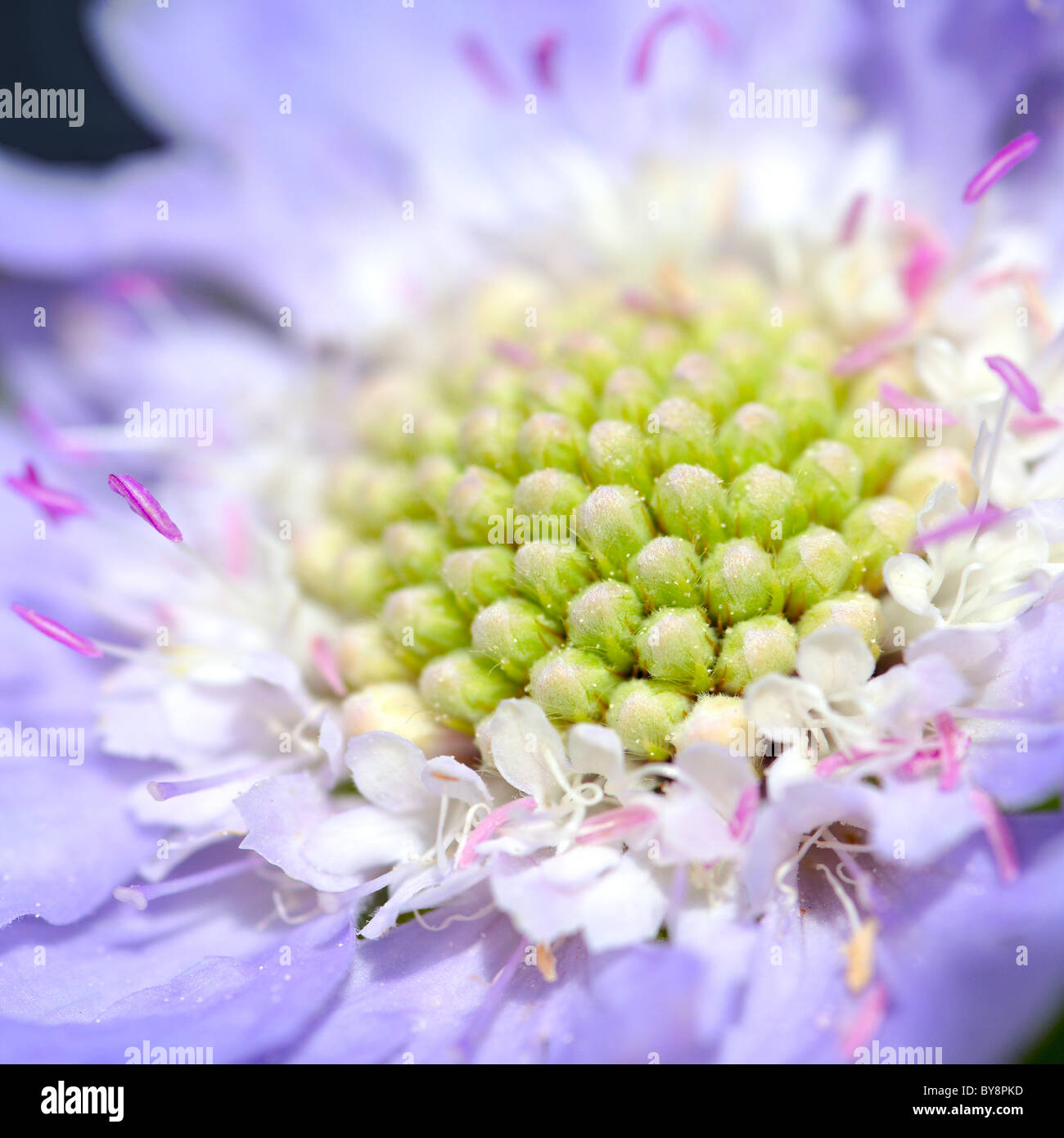 Close-up di campo fiore scabious Foto Stock
