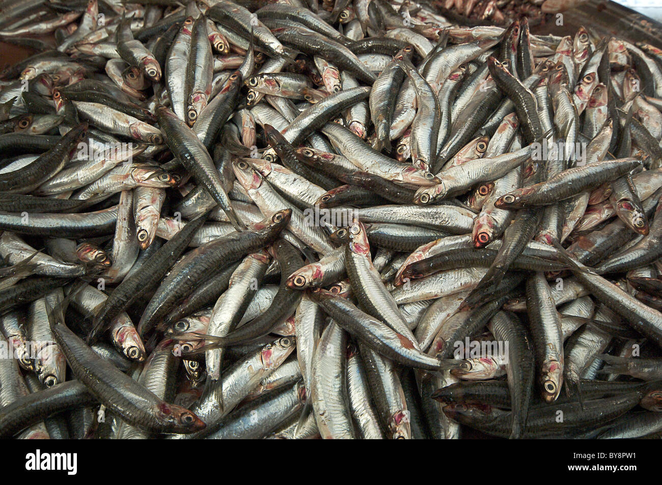 Sardine che vengono ordinati in un pescivendolo in Turchia Foto Stock