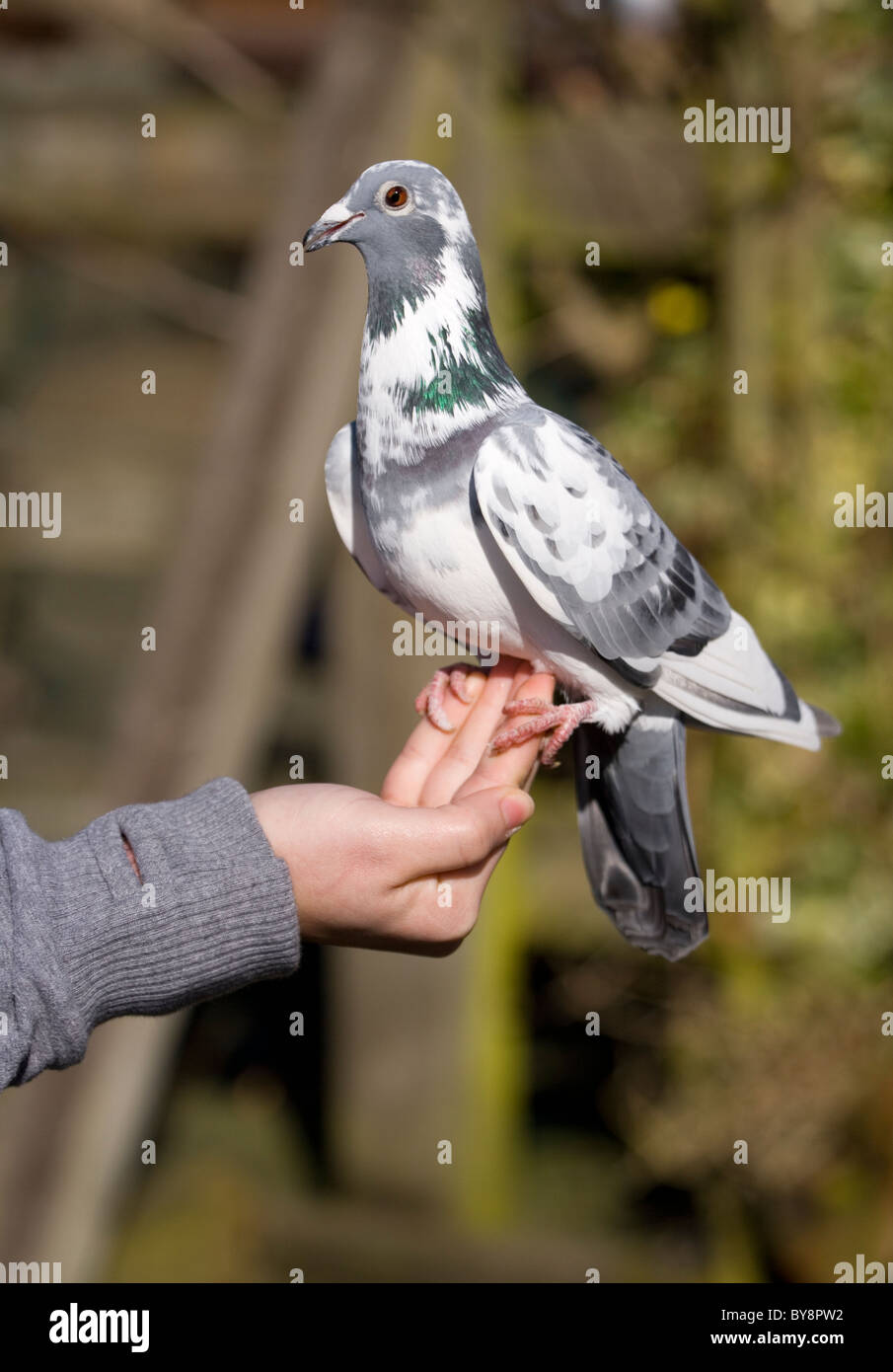 Feral Pigeon Close-up delle donne alimentando un Feral pigeon REGNO UNITO Foto Stock Feral Pigeon Close-up delle donne alimentando un Feral pigeon REGNO UNITO Foto Stock
