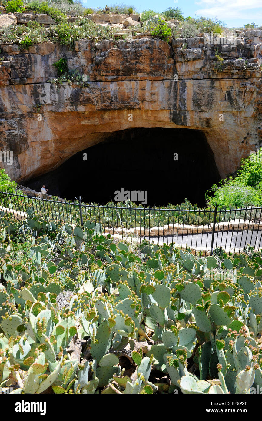 Pipistrelli Area Entrata parco nazionale di Carlsbad Cavern Foto Stock