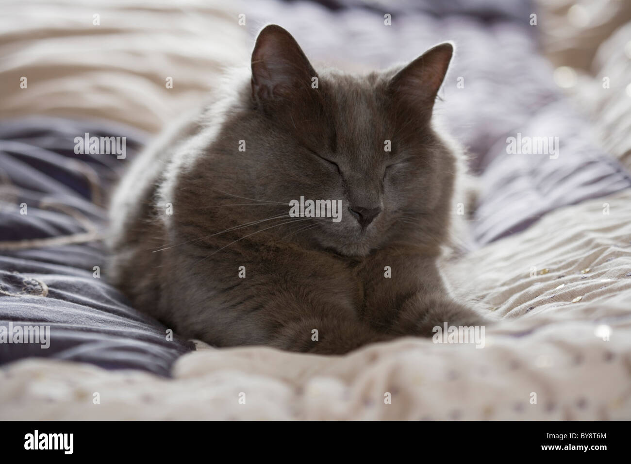 Moggy cat singolo adulto maschio addormentato sul letto REGNO UNITO Foto Stock