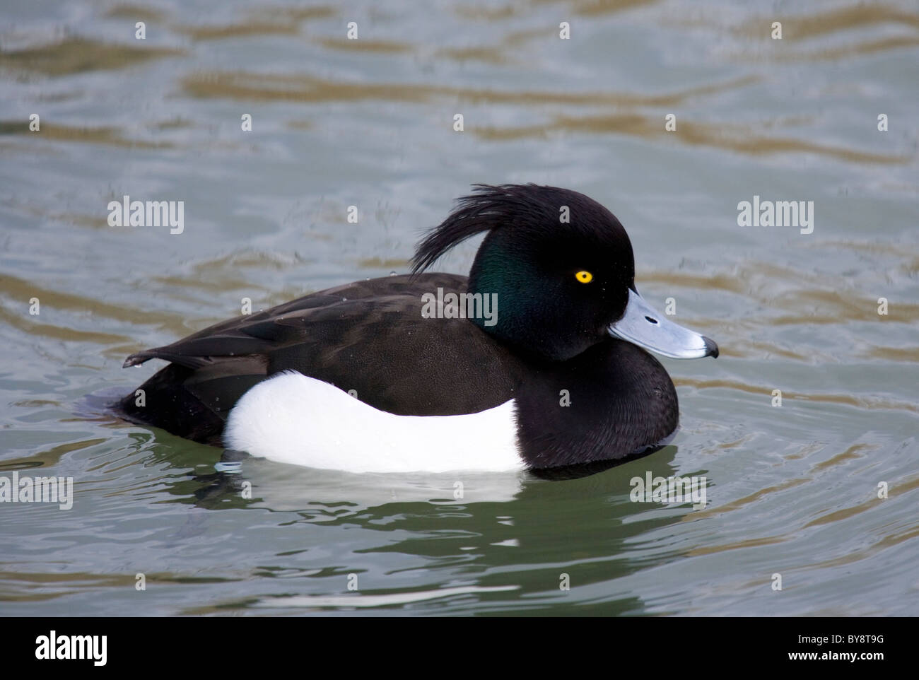 Moretta Aythya fuligula singolo adulto maschio su acqua Radipole Lake, Weymouth, Regno Unito Foto Stock