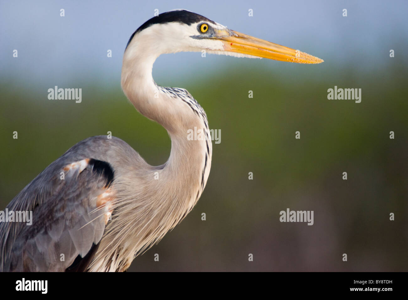 Gli uccelli airone blu Ardea erodiade Santa Cruz infaticabile las Bachas le isole Galapagos Foto Stock