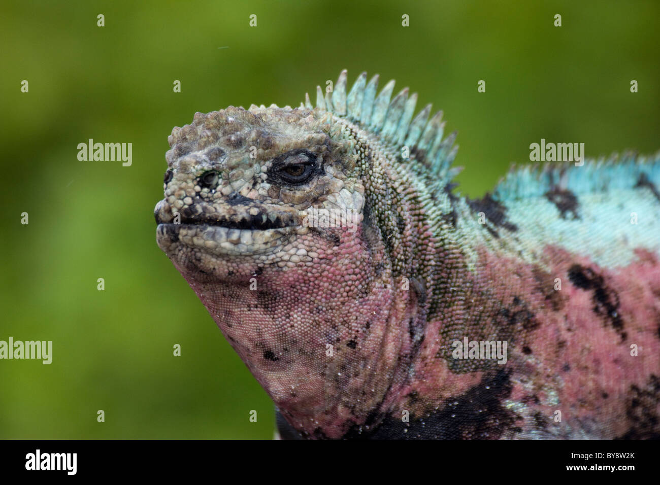 Marine Ödla Iguana Amblyrhynchus cristatus cappa Espaniola Punta Suarez le isole Galapagos Foto Stock