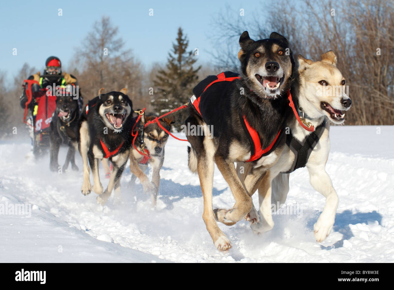 Un concorrente lascia la zona di partenza al 2011 quercia bianca Sled Dog classica competizione Jan 8, 2011 nel fiume Cervo, Minnesota. Foto Stock