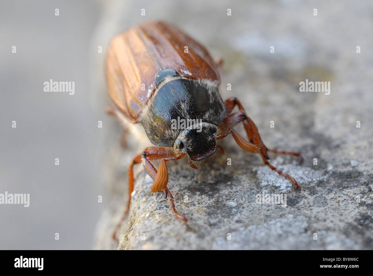 Una ripresa macro di un comune cockchafer, può Bug, Billy strega, o Spang Beetle su un gradino di pietra. Voleranno in può quindi il nome. Foto Stock