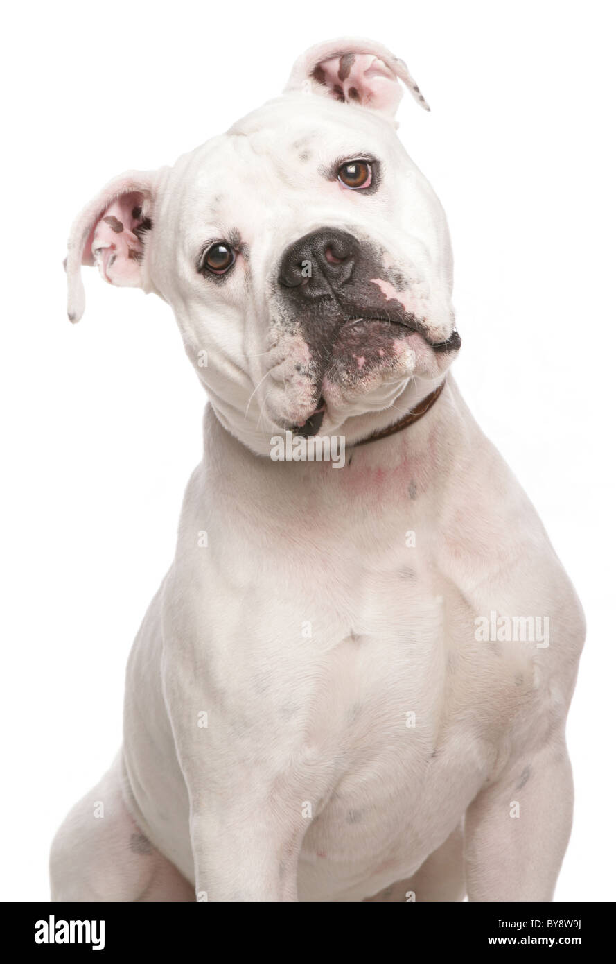 Il Dorset Old Tyme Bulldogge unico maschio adulto seduto Studio Foto Stock