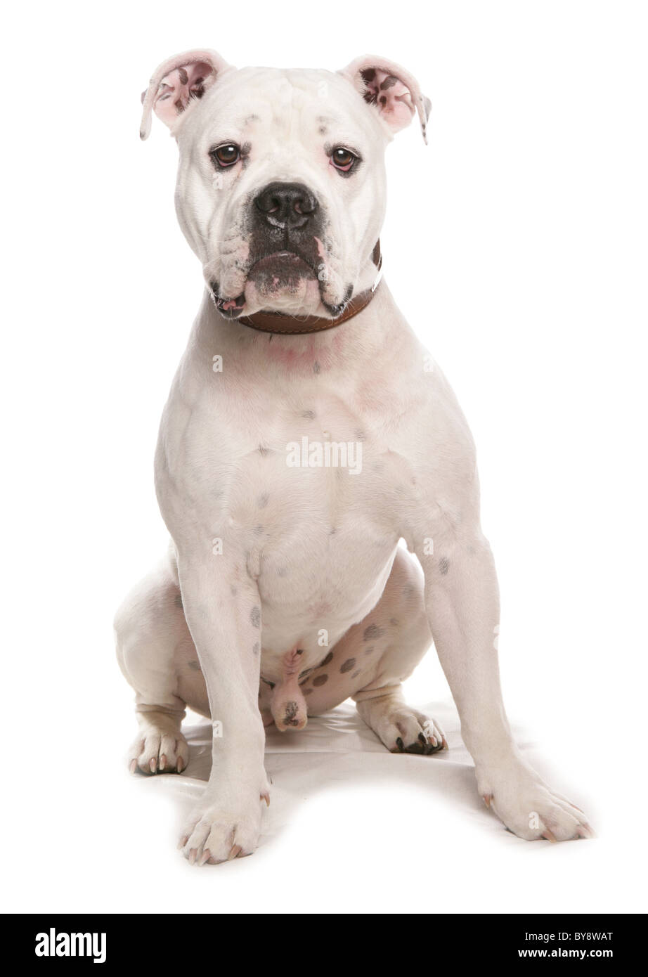 Il Dorset Old Tyme Bulldogge unico maschio adulto seduto Studio Foto Stock