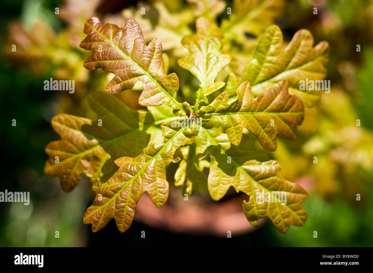 Rovere giovani foglie di albero Foto Stock