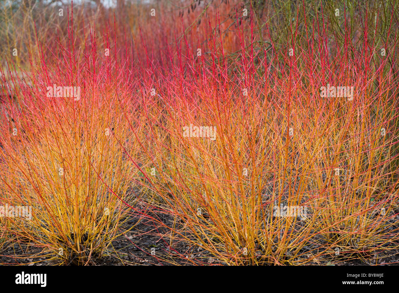 Cornus sanguinea Midwinter Fire Sanguinello Foto Stock