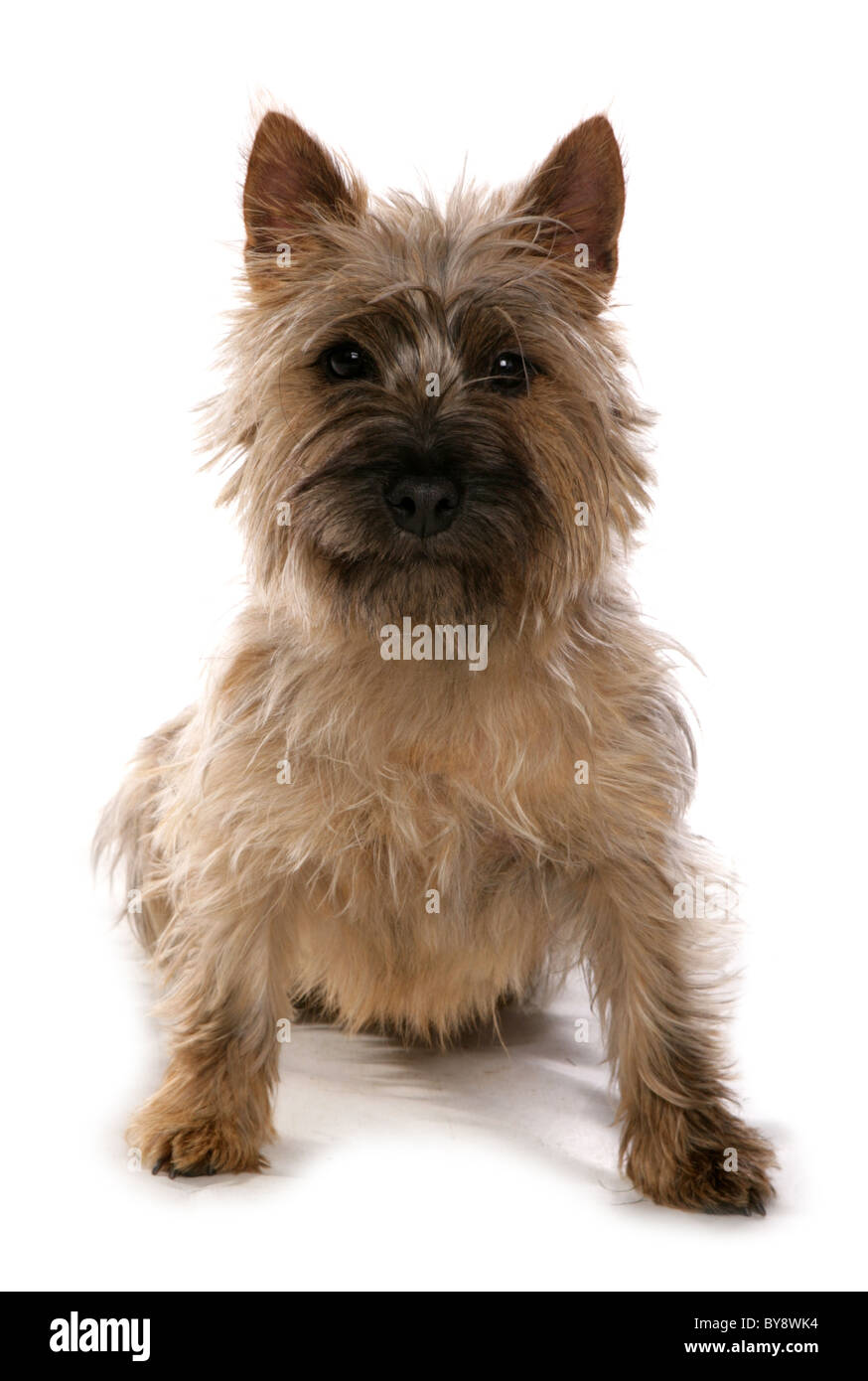 Cairn Terrier unico cane adulto seduto Studio Foto Stock