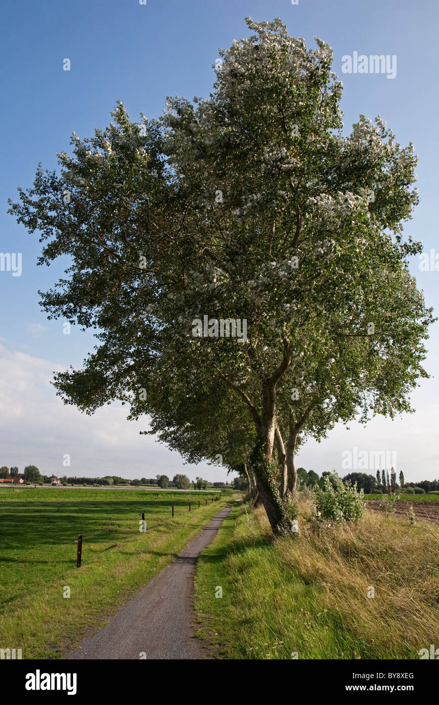 Annodato salici lungo un percorso in bicicletta a Beitem nei pressi di Roeselare, Fiandre, in Belgio Foto Stock