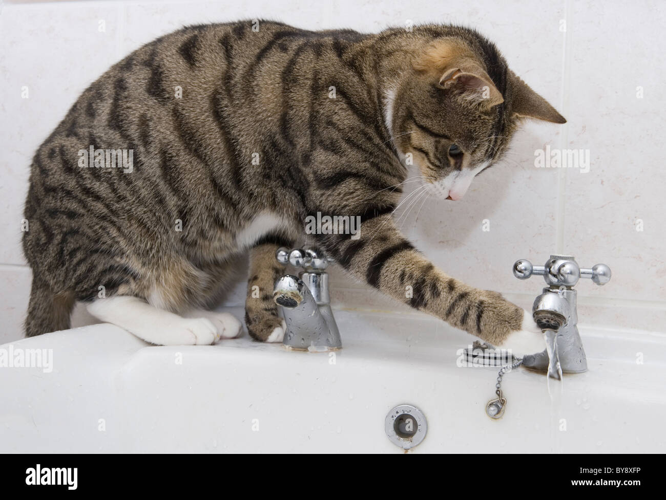 Gatto beve dal lavandino del bagno singolo femmina adulta seduta in ambienti interni Foto Stock