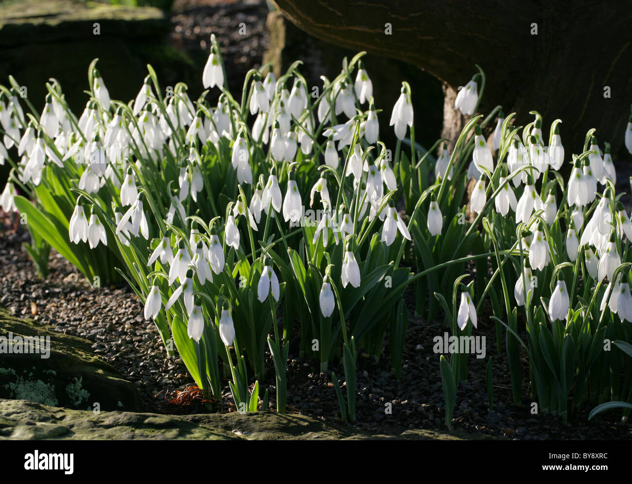 Snowdrop, Galanthus elwesii, Amaryllidaceae, Europa, Ucraina, Turchia. Foto Stock