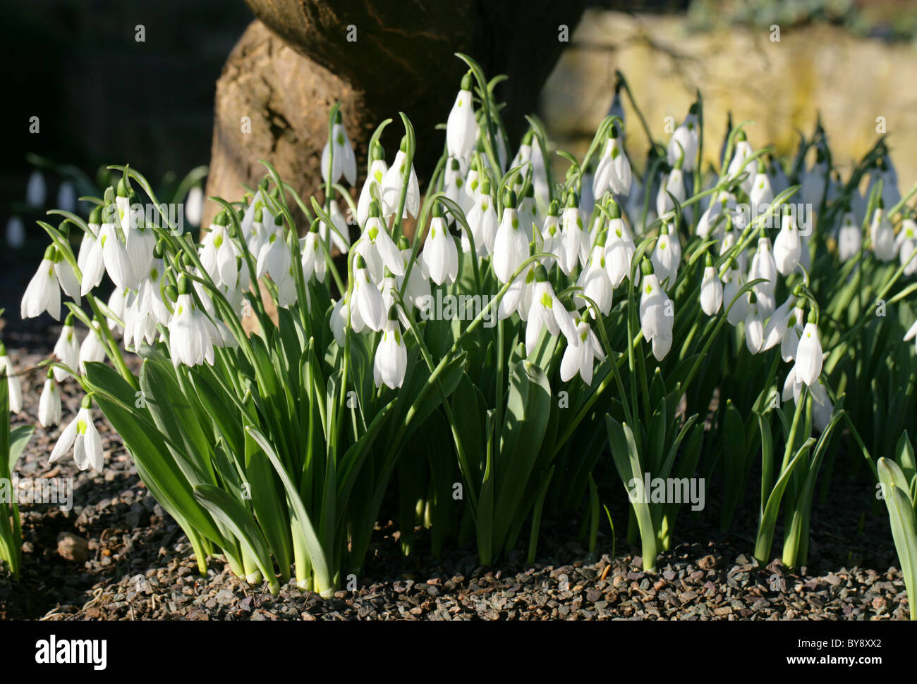 Snowdrop, Galanthus elwesii, Amaryllidaceae, Europa, Ucraina, Turchia. Foto Stock