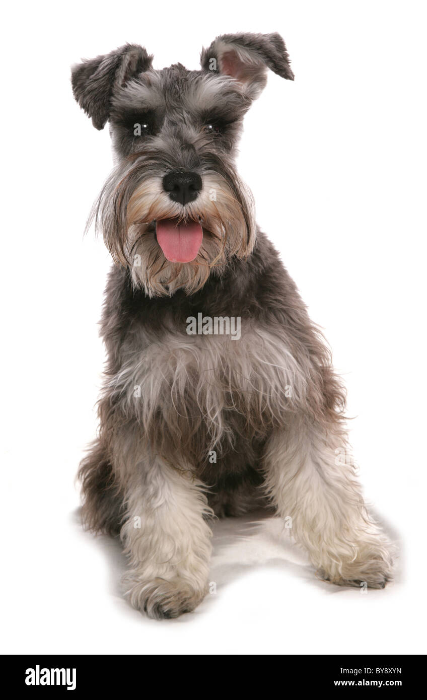 Schnauzer singolo cane femmina adulta seduta Studio Foto Stock