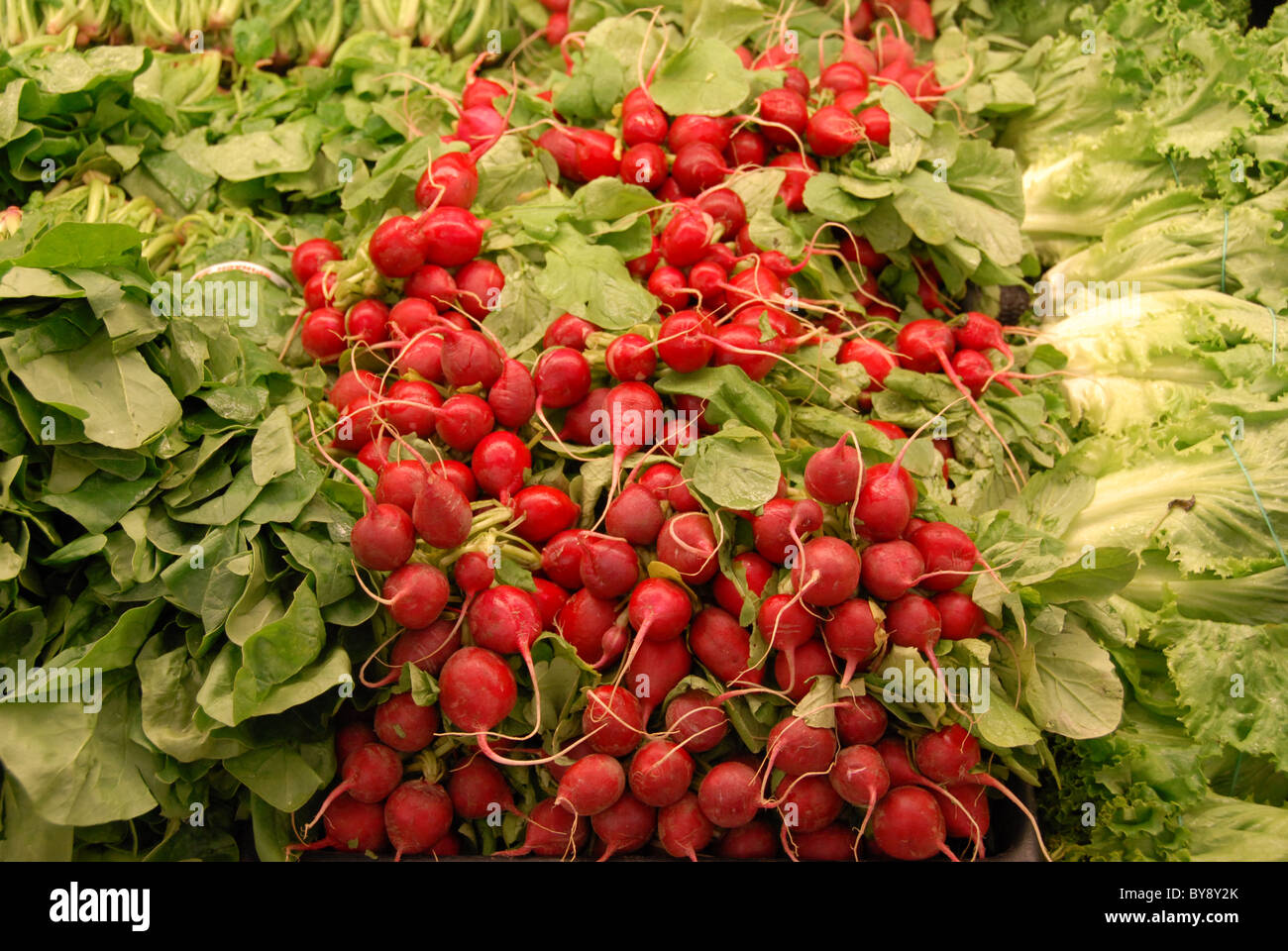 Il Ravanello di Display - ravanelli sono e radice commestibili con molti benefici per la salute - disintossica e purifica il sangue è buona per il fegato e lo stomaco. Foto Stock