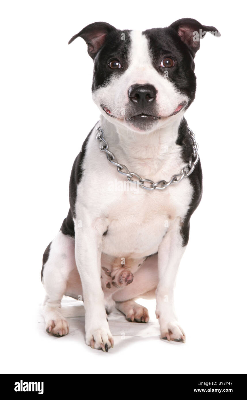 Staffordshire Bull Terrier cane unico maschio adulto seduto Studio Foto Stock