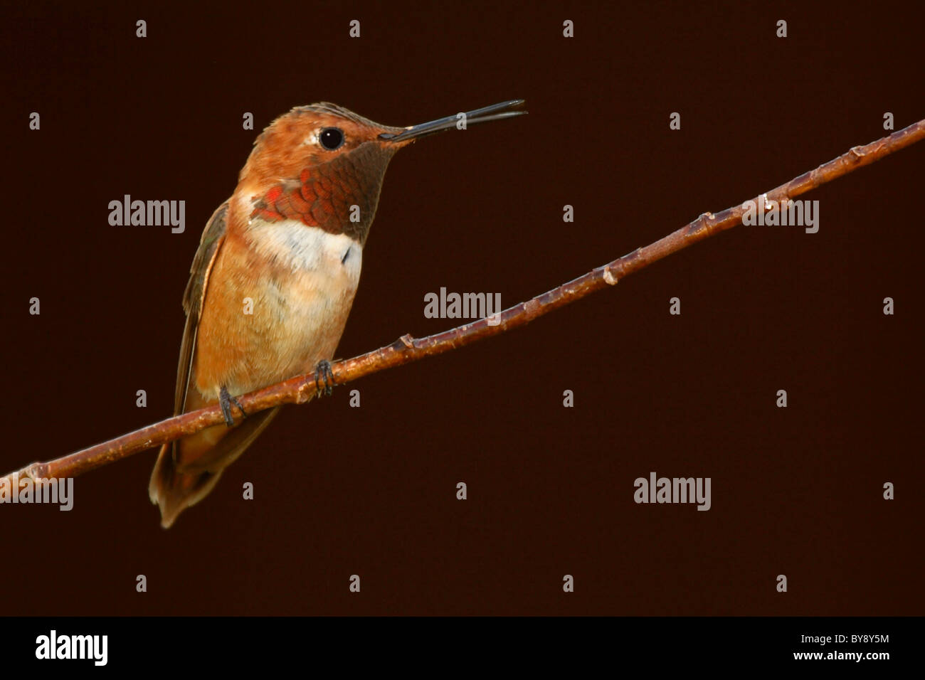 Un maschio Rufous Hummingbird cinguettio su un treebranch. Foto Stock